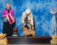 Norwich Terriers #9 Thrs G2 Cato Marie Suzanna Bennett Agent Brenda Lee Combs Judge Mrs Carolyn A Herbel