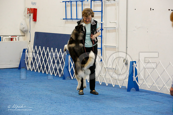 _M3_7392-AddisonHuskyMar2015-HR3