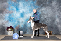 Great Dane #10 Sat WB Judge Joan Liebes