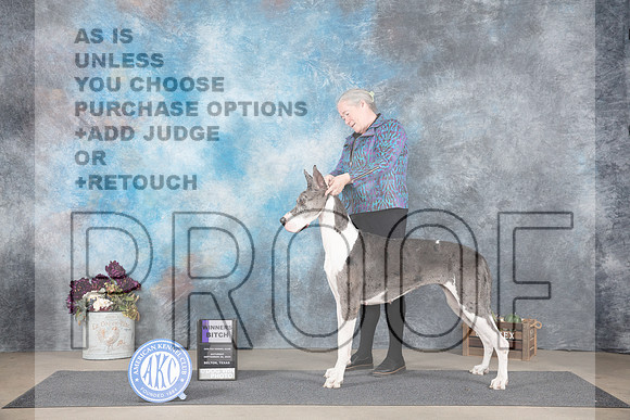 Great Dane #10 Sat WB Judge Joan Liebes__JP_7637_Belton_2024_HR3