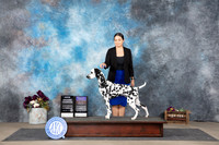 Dalmation #5 Sun BOBOHBOB GCh Judge Doelle Richards