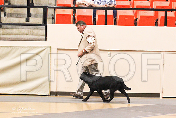 Retrievers(lab)-4380LR