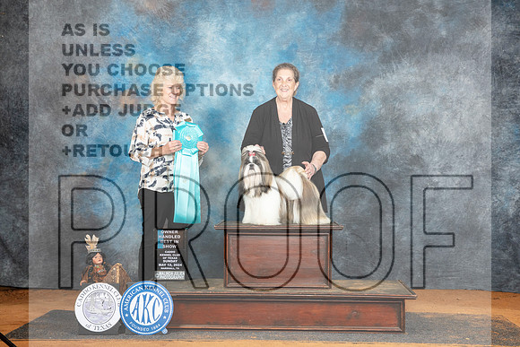Shih Tzu #8 Sun OHBIS Judge Lisa Graser__JP_8972_MARSHALL_2024_HR3