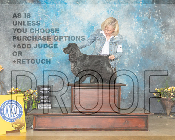 English Cocker Spaniel #7 Sun G3 Judge Jim Fehring-MMJ_1781-NWARK2022-HR3