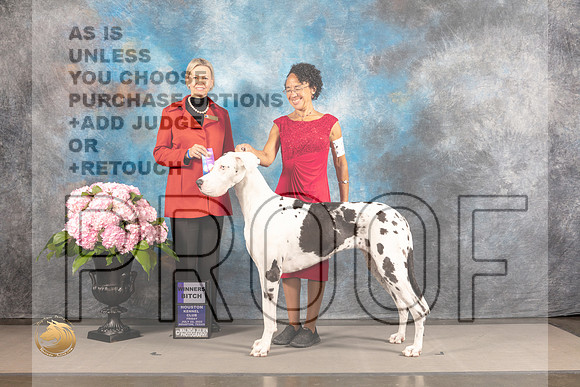 Great Dane #20 FRI WB Judge Patricia Sosa_MJ_4927_Houston_2022_HR3