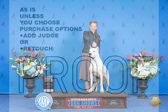 Dogo Argentino #7 THUR WD BOS Judge Nancy Liebes__JP_8495_Houston_2024_HR3