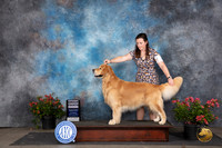 Golden Retriever #35 Sat G4 Judge Wendy G Willhauck