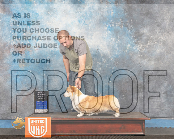 Pembroke Welsh Corgi #298 Sat2 OF1 Judge Pam Moore_MMJ_6390_Addison2022_HR3