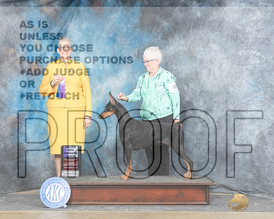 Doberman Pinscher #30 Sun WB Judge Chris Ann Moore-_JP_5886e_Fayetteville2024-HR3