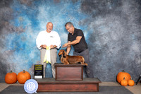 Dachshund Longhaired #11 SAt G3 Judge Hal Biermann