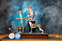 Whippet #8 Sun BOB Judge Marilyn Pipes