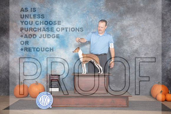 Italian Greyhound #5 Sat G2 Judge Ray Filburn__JP_9475_Humble_2024_HR3
