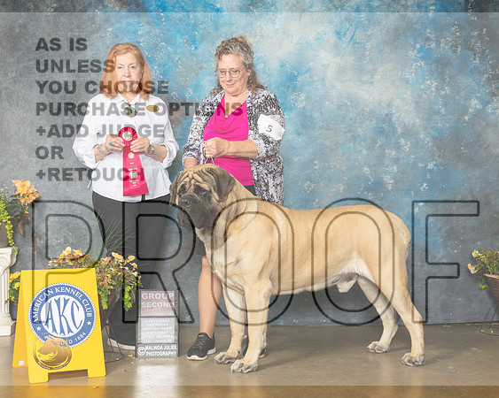 Mastiff #5 Sun G2 Judge Jan Sigler-MMJ_1746-NWARK2022-HR3