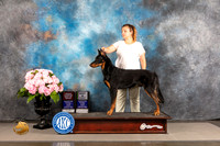 Beauceron #7 FRI OHBOB BP Judge Polly Smith