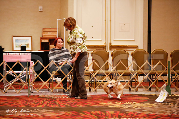 _JJ_7199-HstnCorgiFeb2015-HR3