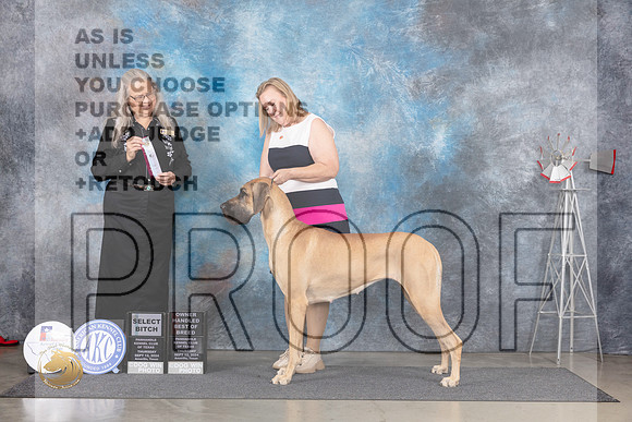 Great Dane #10 Thur SBOHBOB Judge Denise Dean__JP_4834_Amarillo_2024_HR3