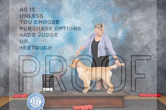Golden Retreiever #8 Sun PG4 Judge Richard Vance__JP_0731_Sulphur Springs_2024_HR3