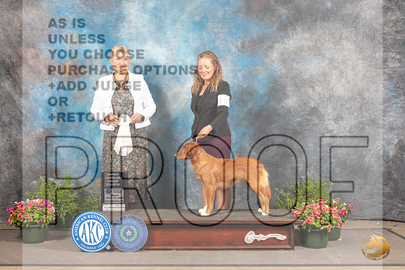 Nova Scotia Duck Tolling Retriever #10 Fri OHG4 Judge Debra Thornton_MJ_0053_SA_2022_HR3