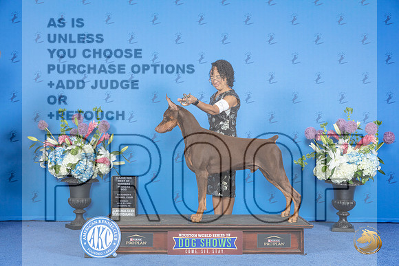 Doberman #9 SUN WD BOW M Judge Annella Cooper__JP_0096_Houston_2024_HR3