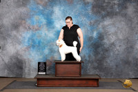 Poodle Miniature MC #390 BM BOW Judge Matthew Proctor