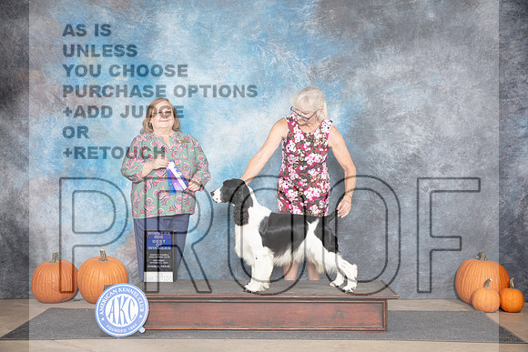 Springer Spaniel #9 Sat WDBOW Judge Ann Roth__JP_9310e_Humble_2024_HR3