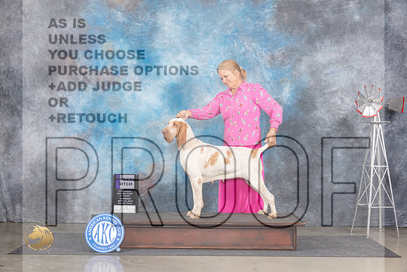Bracco Italiano #10 Sat WB Judge Annn Roth__JP_6274_Amarillo_2024_HR3