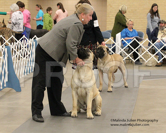 6-9PupSweeps-8460