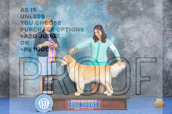 Golden Retriever #20 WED BISS Judge Ellen Hardin__JP_6933_Houston_2024_HR3