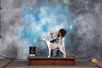 Whippet #123 Fri BIS Judge Joe Blow
