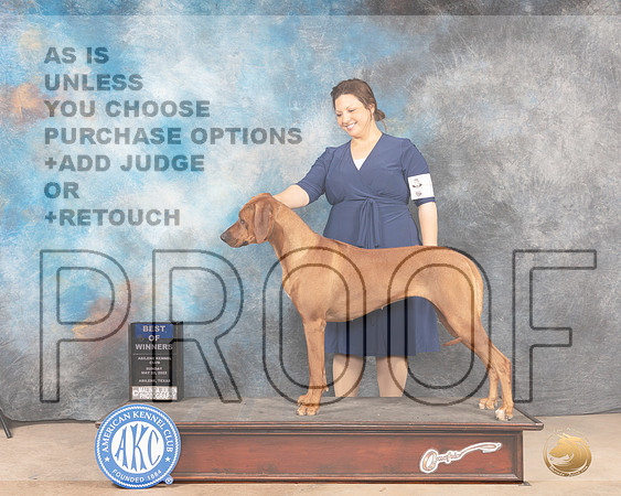 Rhodesian Ridgeback #8 Sun BOW Judge Thomas Stanfield Jr-MMJ_4701-Abilene2022-HR3