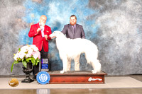 Borzoi #11 Sun WD Judge Jeff Bazell