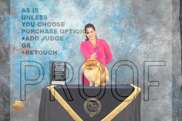 Pomeranian #67 Thur BISS Judge Luis Carlos Esperon_MJ_9474_HstnTOY_2022_HR3