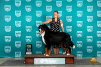 Bernnese Mountain Dog #1173 Fri G3 Judge Deb Allen