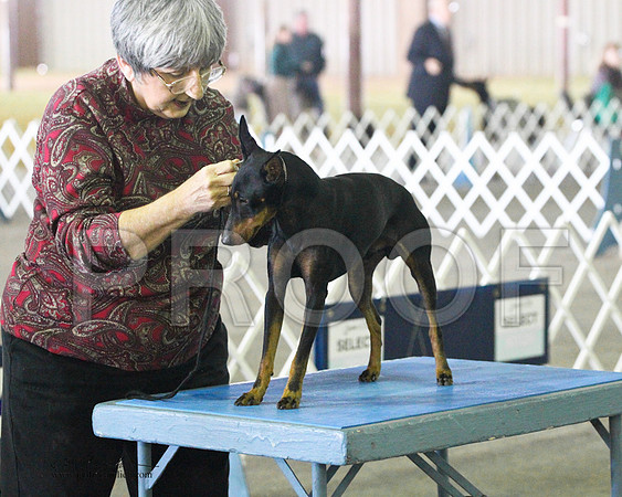 Manchester Terrier - 0020