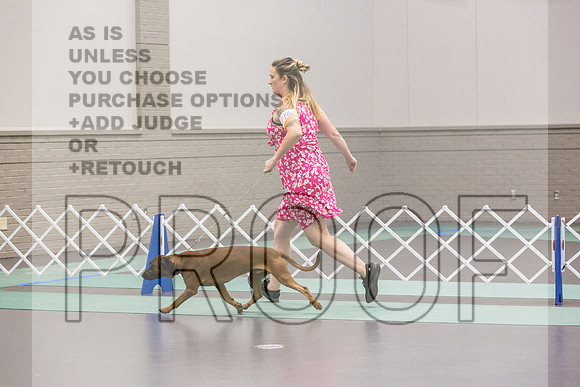 Bavarian Mountain Hound Ring Fri Ring 1_JJL_5117_UKCLNGVIEWOCT2024_2024_HR3