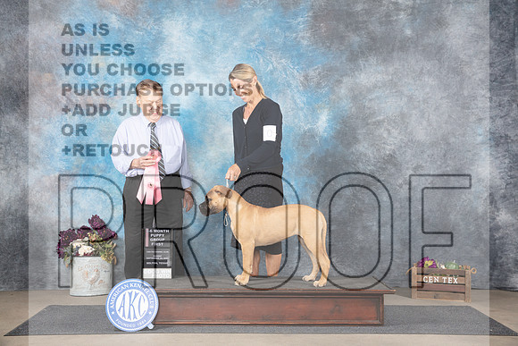 Bullmastiff #10 Sun PUPG1 Judge Del Richards__JP_7619_Belton_2024_HR3