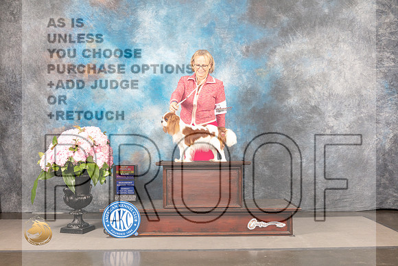 Cavalier King Charles Spaniel #8 Sun BOSWB Judge ?_MJ_7794_Houston_2022_HR3