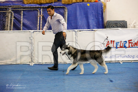 _M3_9031-AddisonHuskyMar2015-HR3