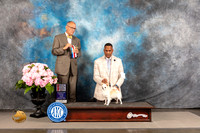 Chihuahua Long Coated #23 FRI WD BOW BOS Major Judge Luis Sosa