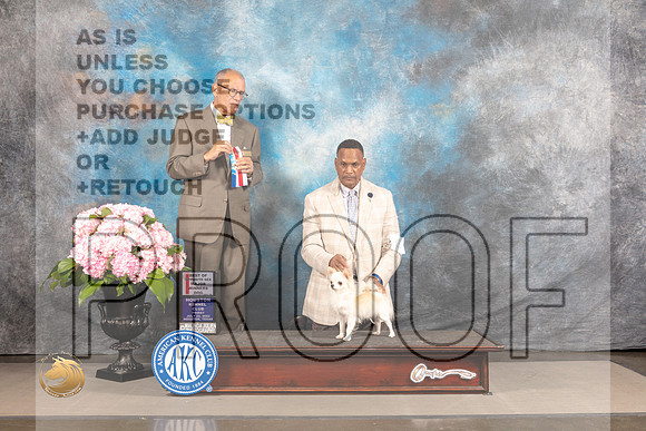 Chihuahua Long Coated #23 FRI WD BOW BOS Major Judge Luis Sosa_MJ_5097_Houston_2022_HR3