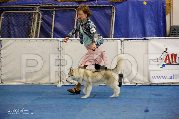 _M3_8928-AddisonHuskyMar2015-HR3