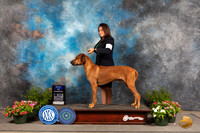 Rhodesian Ridgeback #31 Fri BOW Judge Debra Thornton