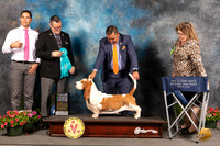 Basset Hound #7 Sat OHBIS Judge Darryl Vice