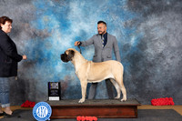 Mastiff #8 Sat BOBM Judge Beth Downey
