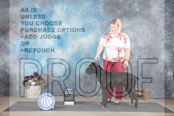 Cane Corso #5 Sat BOW Judge Joan Liebes r__JP_7050_Belton_2024_HR3