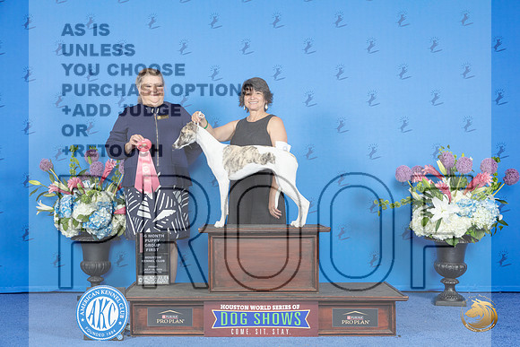 Whippet #8 FRI BP VG1 Judge Terri Jackson__JP_9229_Houston_2024_HR3