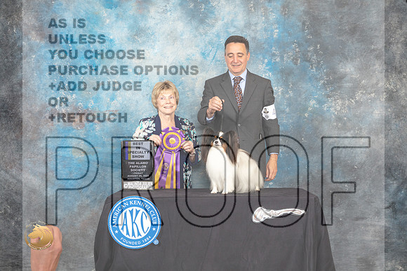 Papillon #40 Fri BISS Judge Sharon Masnick_MJ_9616_HstnTOY_2022_HR3
