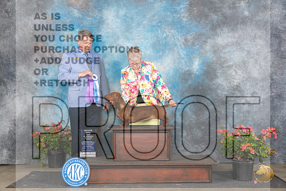 Dachshund Smooth #18 Sat WBBOWM Judge Kenneth L Hagmueller__JP_4949_San Antonio_2024_HR3