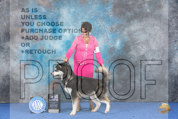 Alaskan Malamute #17 WED BISw Judge Britt Jung__JP_6790_Houston_2024_HR3