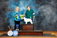 Russell Terrier #5 Sat G1 Judge Lisa Graser